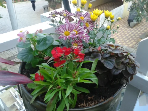 Mix-Flower-Combination